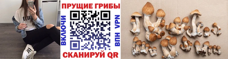 Купить  Горячий Ключ  Псилоцибиновые грибы прущие грибы 